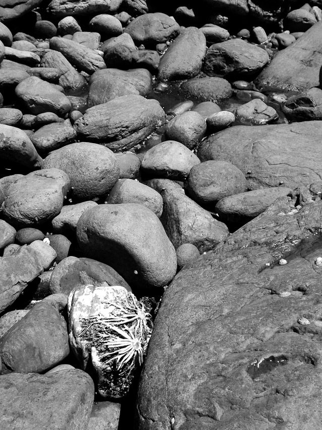Rocks_on_Shore_1_Cape_Point_South_Africa